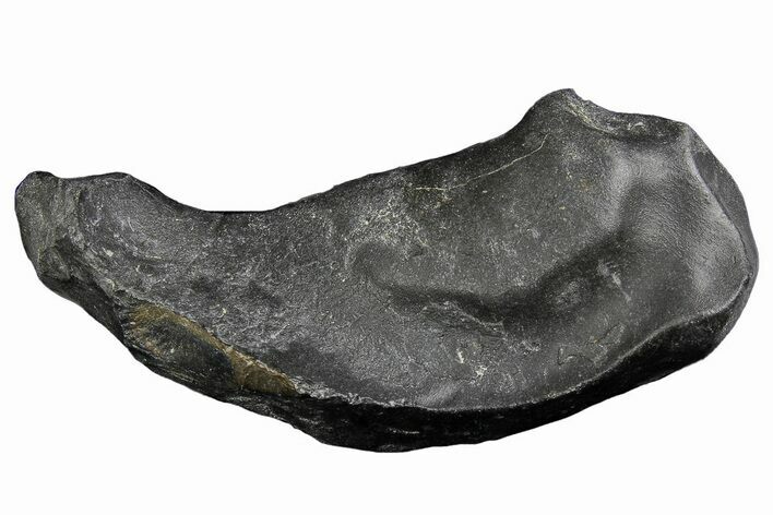 Fossil Whale Ear Bone - Miocene #177753